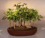 Hawaiian Umbrella Bonsai.jpg